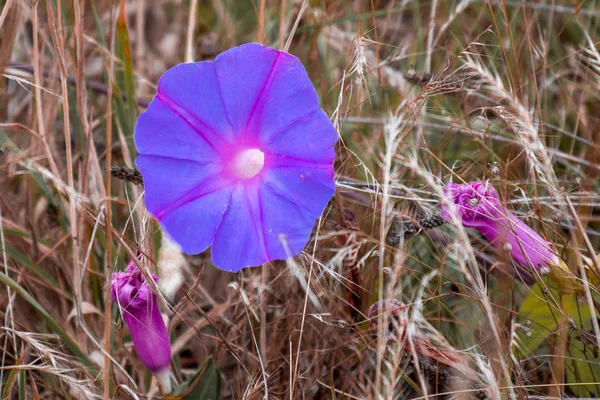 Purple Flower Dry Grass — Stock Photo, Image