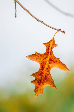 Sonbahar izinde tek şube