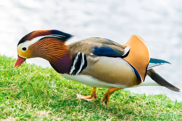 Göl yanındaki Mandarin ördeği
