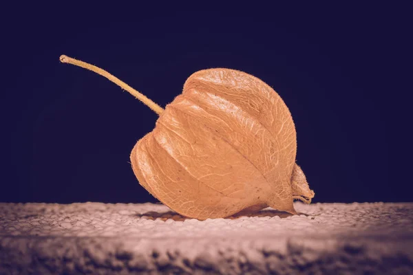 Physalis portre duvardaki