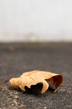 yerdeki tek sonbahar turuncu yaprak