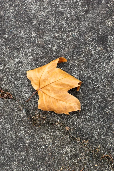 Feuille Unique Automne Orange Sur Sol — Photo