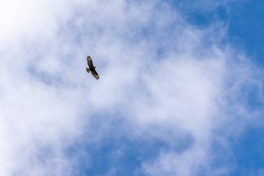 Gökyüzü bulutlar arka plan ile tek kuş