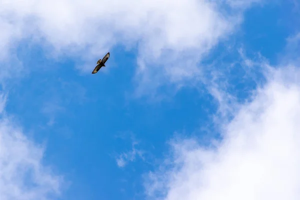 Enstaka Fågel Himlen Med Moln Bakgrund — Stockfoto