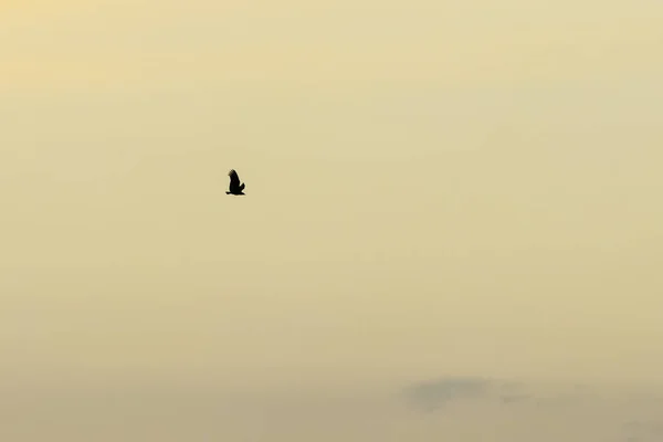 Ensam Flygning Orange Himlen — Stockfoto