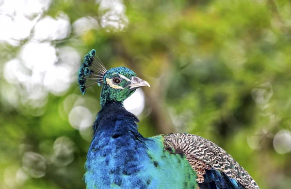 Close Beautiful Peacock — Stock Photo, Image