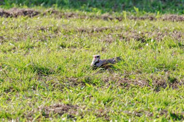 Çim, bilimsel adı Vanellus chilensis olarak yuvaya yumurtadan kuş