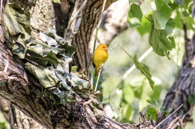 Kanarya ağaç gövde, bilimsel adı Serinus canaria