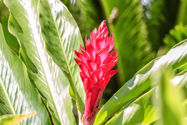 Çiçek kırmızı zencefil, bilimsel adı Alpinia purpurata kapatın