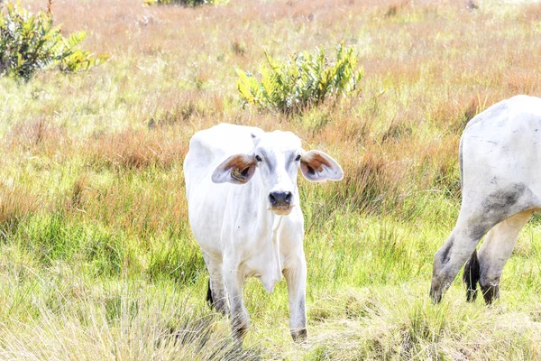 Cattle Grazing Sunny Day — Stock Photo, Image