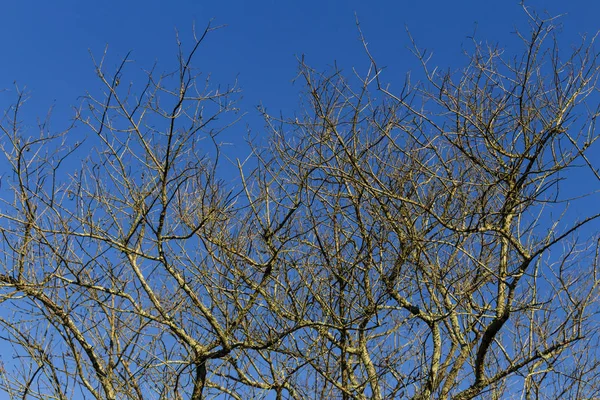 Droge Twijgen Met Blauwe Hemelachtergrond — Stockfoto