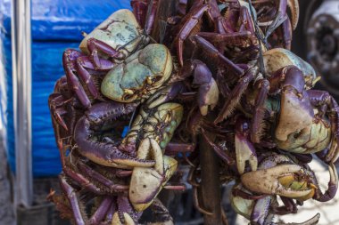 yengeçler Satılık yakaladı