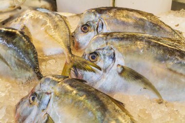 Piyasada Satılık balık