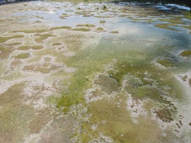 Mangrov orman ve nehir Pedra de Guaratiba havadan görünümü.