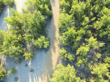 Havadan görünümü mangrov orman ve nehir Pedra de Guaratiba. ağaçlar, nehir. Mangrov manzara. Brezilya