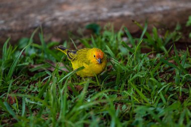 Kanarya kuşuna yakın çekim, Bilimsel adı Serinus Canaria