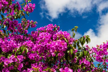 Dilimlenmiş somon balığına yaklaş, balık satıcısı, deniz ürünleri.