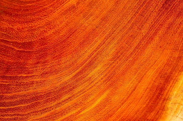 closeup on wood texture, short depth of field