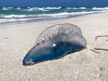 Atlantik Portekizli adam o'savaş denizanası rüzgarlı gün ve dalgalı deniz kıyısında karaya vurmuş