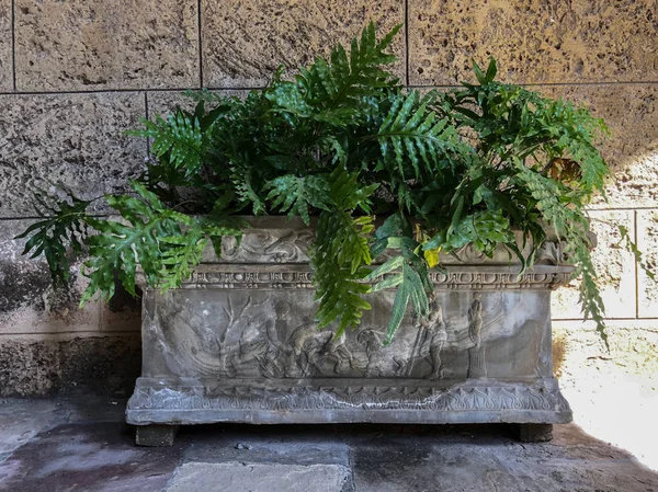 Stone flower bed with an old pattern on it and plants in old house with stone walls and sun ray, Cuba, Havana