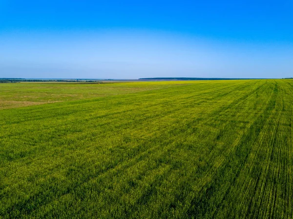 Aerial Drone View Green Field Direct Rows Grain Crops Planting — Stock Photo, Image