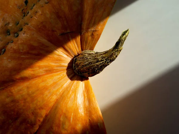 Turuncu halloween pumpkins beyaz tablo; tatil halloween dekorasyon, delitious sağlıklı organik gıda kavramı; tasarım öğesi geometrik çizgileri ve güneş ışığı