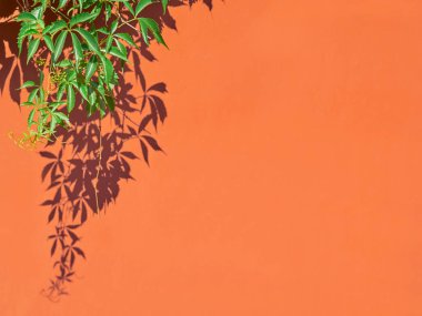 Bir duvara yabani üzüm