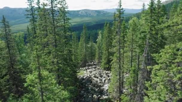 Vista aérea del bosque de pinos, piedras y rocas en las laderas de las montañas — Vídeos de Stock