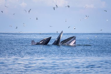 Bryde'nın Körfez Tayland, yeme küçük balık balina Samut Songkhram, Tayland, Thailand seyahat.