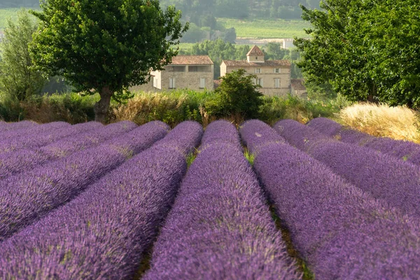 Ladang Lavender Indah Provence — Stok Foto