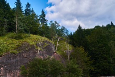 gökyüzü Dağı çam ağacının