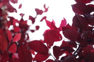 Kırmızı yaprakları kümesi.