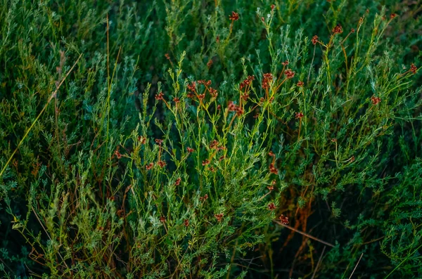 Shrub of green plants with brown flowers.