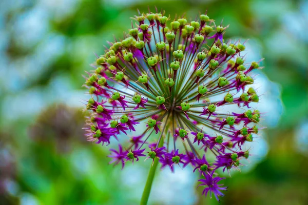 Close Van Een Knoflookbloem Met Lila Bloemen Niet Geconcentreerde Achtergrond — Stockfoto