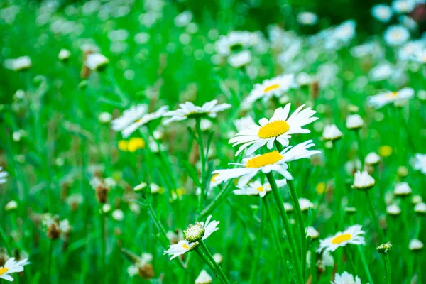 Champ Marguerites Blanches Avec Gros Plan Sur Eux Herbe Arrière — Photo