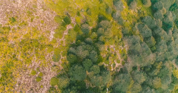 Birkaç yeşil ve sarı ağacın tepesinden ve yerdeki toprağın görülebildiği manzara..