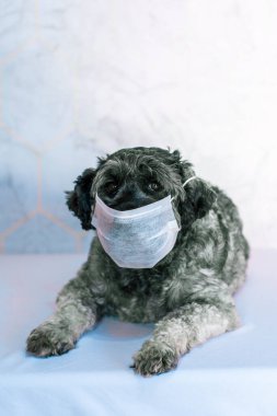 Siyah ve beyaz renkli Schnauzer köpeği beyaz bir arka planda beyaz bir maskeyle yatıyor..