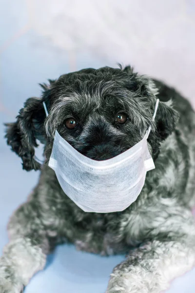 Beyaz bir arka planda beyaz maskeli siyah beyaz bir köpeğe yaklaş..