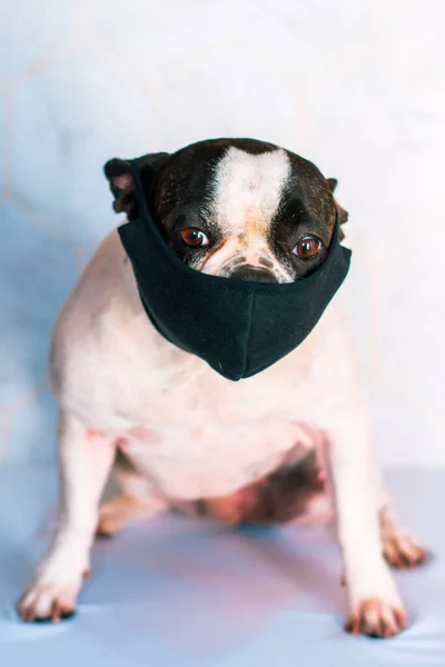 Siyah ve beyaz renkli Fransız bulldog beyaz arka planda oturuyor ve siyah maskeli..