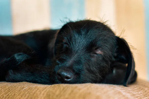 Kahverengi gözlü, krem rengi bir yastığın üzerinde uyuyan küçük siyah bir köpeğe yaklaş..