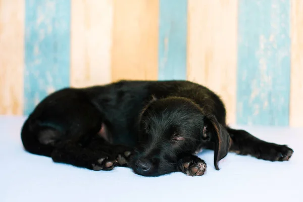 Kahverengi gözlü küçük siyah köpek beyaz arka planda ve renkli çizgilerde uyuyor..