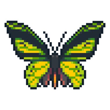 Beyaz arka plan üzerinde izole piksel sanat vektör birdwing kelebek.