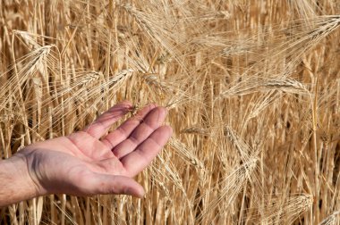 Mısır gevreği alan el ile