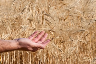 Mısır gevreği alan el ile