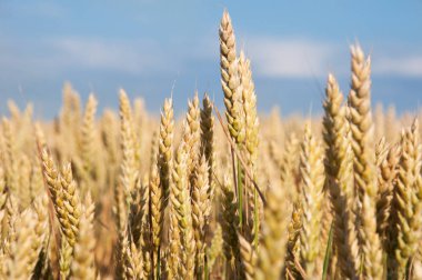 tahıl olgun kulaklarını kapat