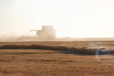 Buğday alanında bir günbatımı hasat birleştirmek.