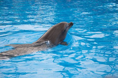 yunus Dolphinarium fuarında