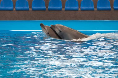 Yunuslar Dolphinarium fuarında birkaç