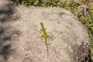 kertenkele yalanlar üzerine bir kaya