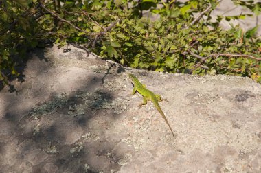 kertenkele yalanlar üzerine bir kaya